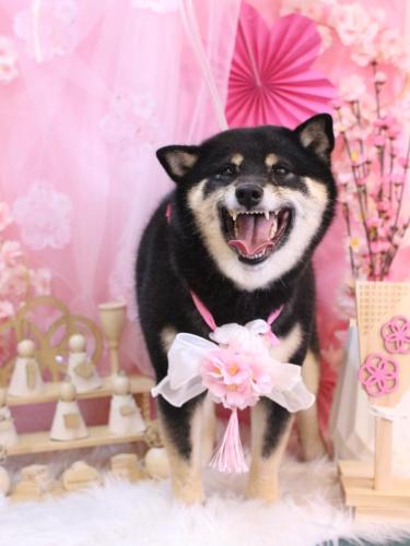 20250302ぽちたくん